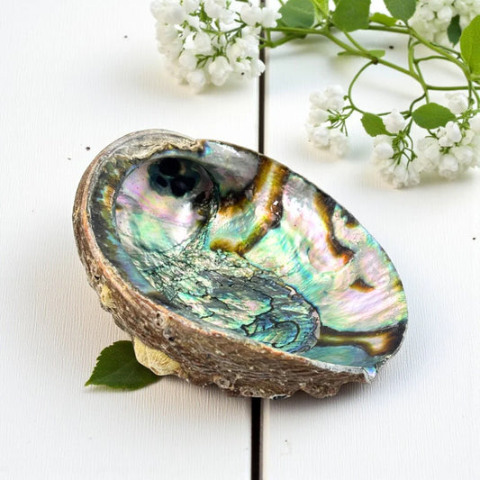 Abalone Shell